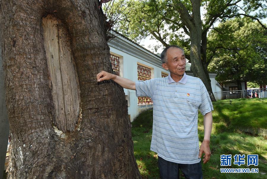 （壯麗70年·奮斗新時代——記者再走長征路·圖文互動）（2）“紅軍樹”下憶初心、守初心