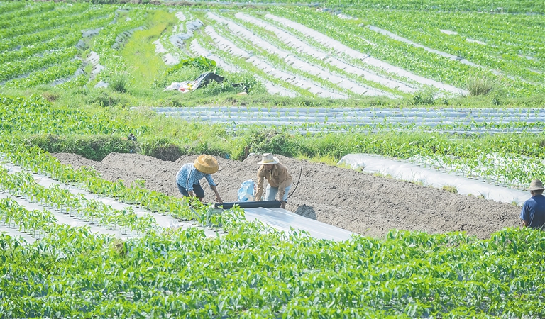 瓊海圍繞“三增”目標 助推熱帶特色高效農(nóng)業(yè)提質(zhì)升級