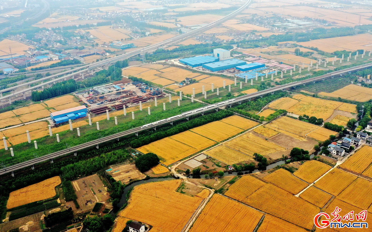 【顆粒歸倉】組圖丨喜看麥田千層浪 又到夏糧好“豐景”