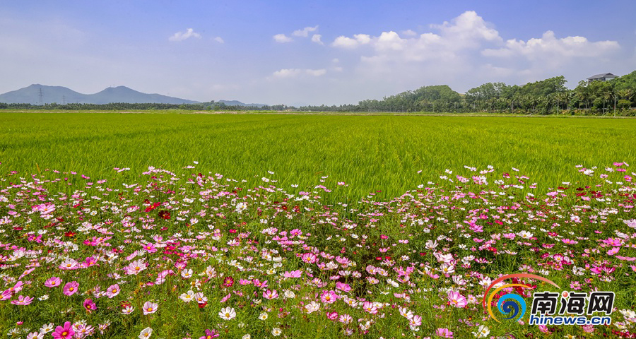 博鰲國家農(nóng)業(yè)公園：繁花盛開 水稻郁郁蔥蔥